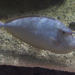Bluespine unicornfish (Naso unicornis), 2024-09-17