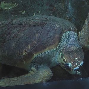 Loggerhead sea turtle (Caretta caretta), 2024-09-17