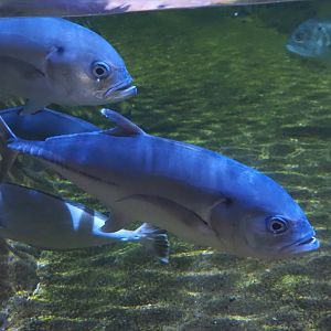 Bigeye trevallies (Caranx sexfasciatus), 2024-09-17