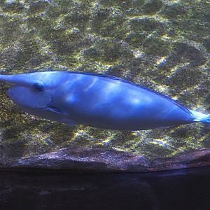 Whitemargin unicornfish (Naso annulatus), 2024-09-17