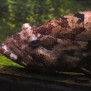 Brown-marbled grouper (Epinephelus fuscoguttatus), 2024-09-17