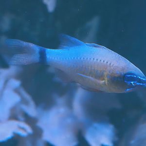 Ring-tailed cardinalfish (Ostorhinchus aureus), 2024-09-17