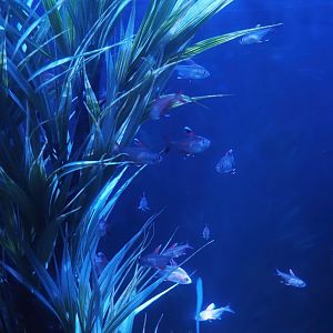 Rosy tetras (Hyphessobrycon rosaceus), 2024-09-17