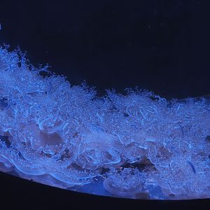 Upside-down jellyfishes (Cassiopea species), 2024-09-17