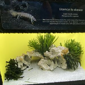 Cape mantis shrimp aquarium