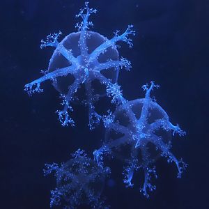 Upside-down jellyfishes (Cassiopea species), 2024-09-17