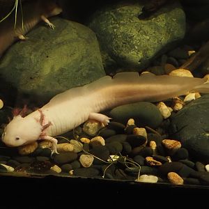 Axolotl (Ambystoma mexicanum), 2024-09-17