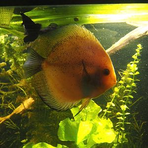 Discus fish (Symphysodon aequifasciatus), 2024-09-17