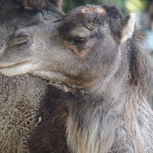 Dromedary camel (Camelus dromedarius), 2024-09-17