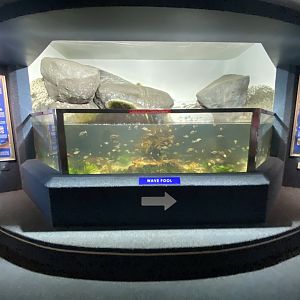 Tide pool aquarium