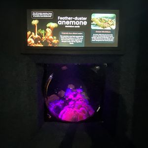 Feather duster anemone aquarium