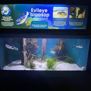 Evil eye blaasop aquarium