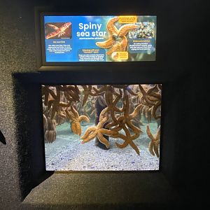 Spiny starfish aquarium