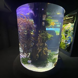 Aquarium 6