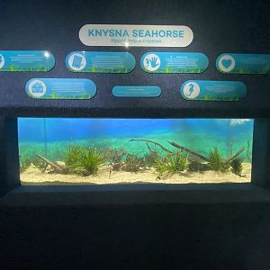 Knysna seahorse aquarium