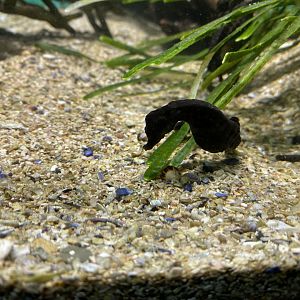 Young Knysna seahorse