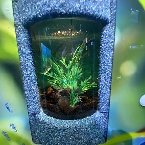 Aquarium for young seahorses