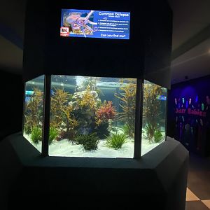 Common octopus aquarium