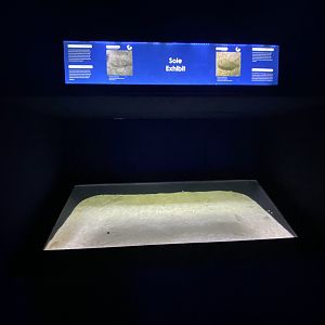 Sole aquarium