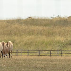 Przewalski's horse : Whipsnade : 13 Jul 2025
