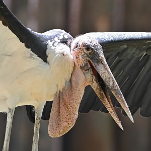 Marabou stork