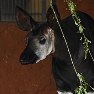 Okapi