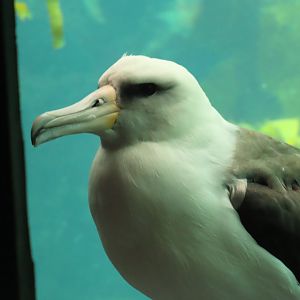 Laysan Albatross (Phoebastria immutabilis)