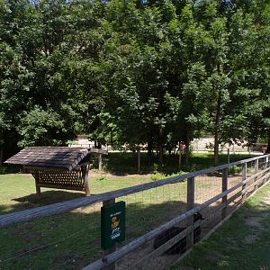 Domestic sheep enclosure outside of entrance 13.7.25