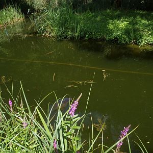 Common carp in gibbon moat 13.7.25