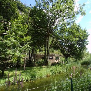 Lar gibbon enclosure 13.7.25