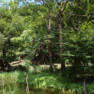 Lar gibbon enclosure (red panda enclosure on the left) 13.7.25