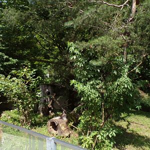 Red panda enclosure 13.7.25
