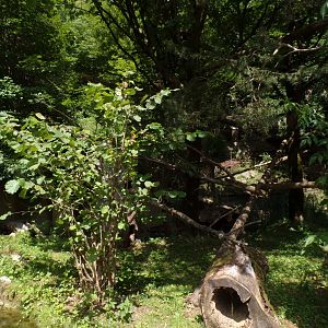 Red panda enclosure 13.7.25