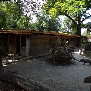 Mini pig enclosure 13.7.25