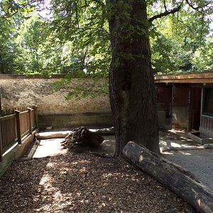 Mini pig enclosure 13.7.25