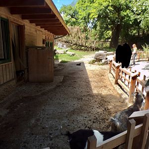 Domestic goat enclosure 13.7.25