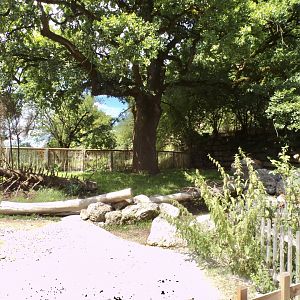 Domestic goat enclosure 13.7.25