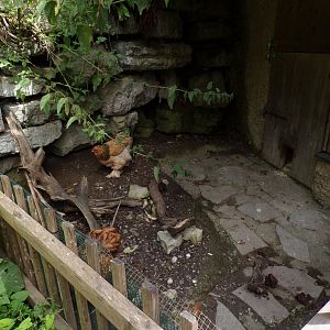 Domestic chicken pen 13.7.25