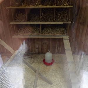 Domestic chicken indoors 13.7.25