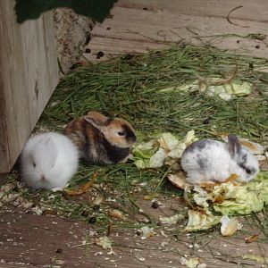 Baby rabbits 13.7.25
