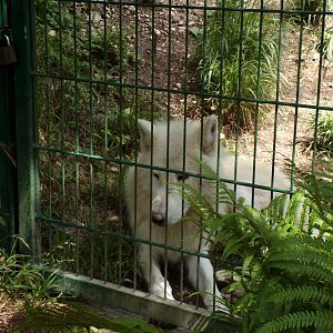 Arctic wolf 13.7.25