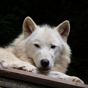 Arctic wolf 13.7.25