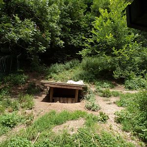 Arctic wolf enclosure 13.7.25