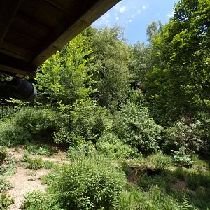 Arctic wolf enclosure 13.7.25