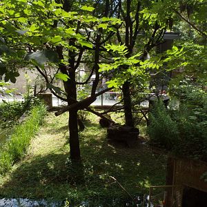 View of red panda enclosure 13.7.25