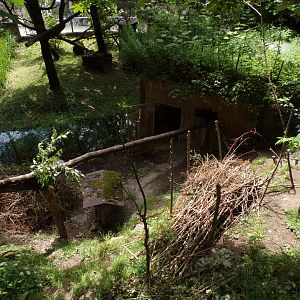 American tree porcupine and Reeve’s muntjac enclosure 13.7.25