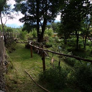 American porcupine and Reeve’s muntjac enclosure 13.7.25