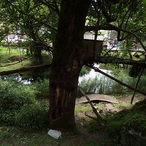 American tree porcupine and Reeve’s muntjac enclosure 13.7.25