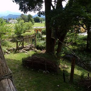 American tree porcupine and Reeve’s muntjac enclosure 13.7.25