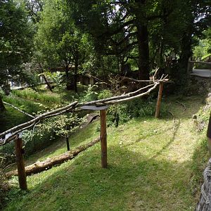 American tree porcupine and Reeve’s muntjac enclosure 13.7.25